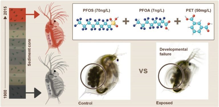 Microplastics en PFAS: Daphnia-studie onthult grotere ecologische schade door gecombineerde impact