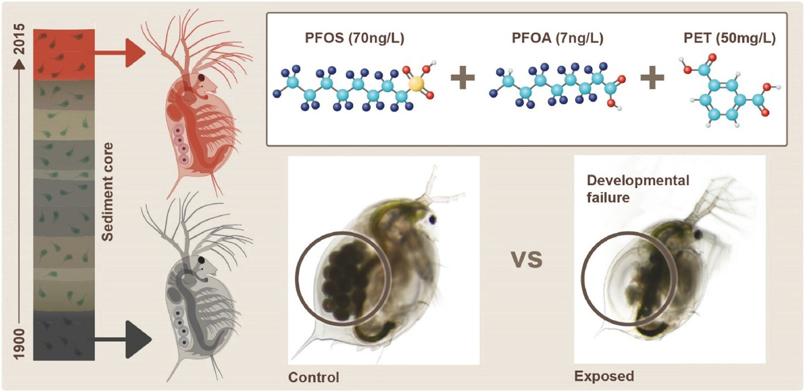 Microplastics en PFAS: Daphnia-studie onthult grotere ecologische schade door gecombineerde impact