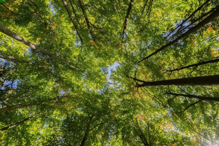 Bomen Koelen Effectiever Dan Reflecterende Daken in Kwetsbare Wijken van Houston