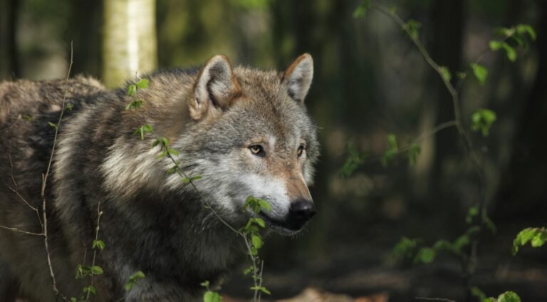 Dierenorganisatie: Geen Direct Gevaar bij Jongens’ Confrontatie met Wolven