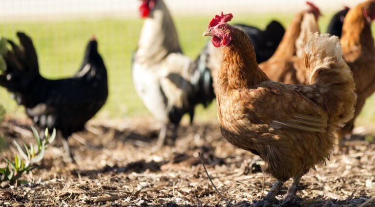 Geplande Kooihuisvesting voor Pluimvee in Nederland na Uitbraak van Vogelgriep