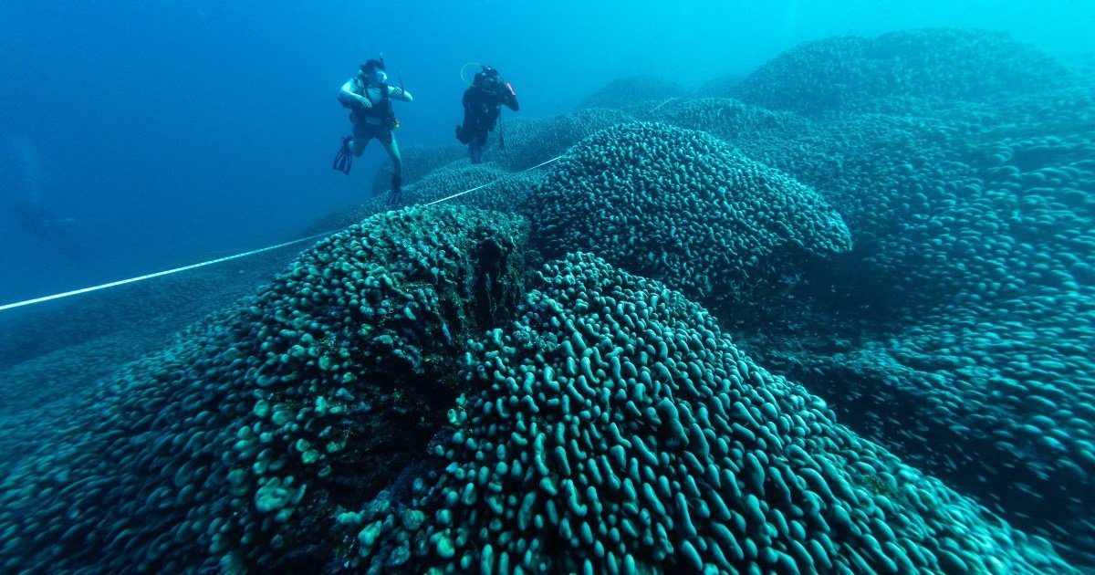 Grootste koraal ter wereld ontdekt in de Stille Oceaan nabij de Salomonseilanden