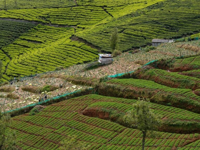 Herstel van 'groene woestijnen' in de theegebieden van Zuid-India: Foto's van de inspanningen