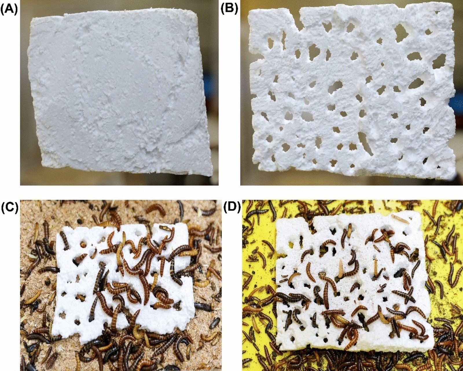 Insecten die plastic verteren ontdekt in Kenia