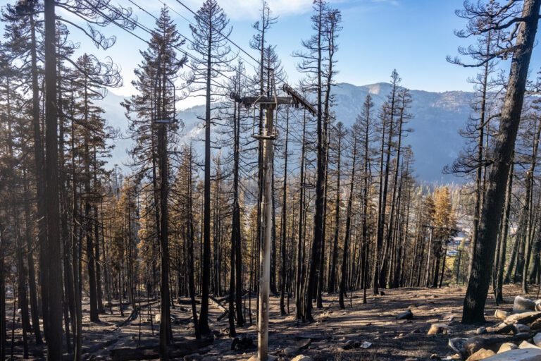 Klimaatverandering leidt tot hevigere bosbranden in Californië en meer bomensterfte