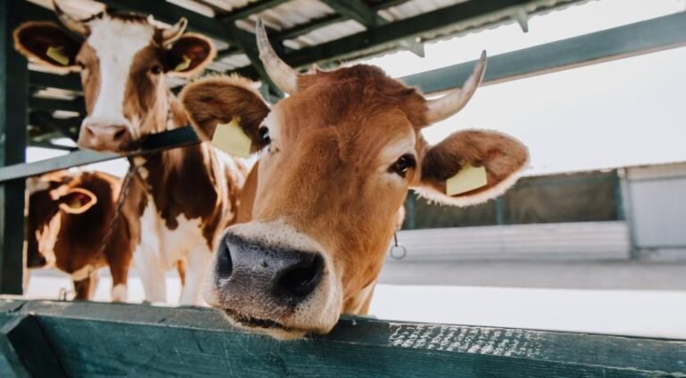 Landbouwgiganten Verworven Boerderijen Onder Overheid Aankoopregeling: Rapport