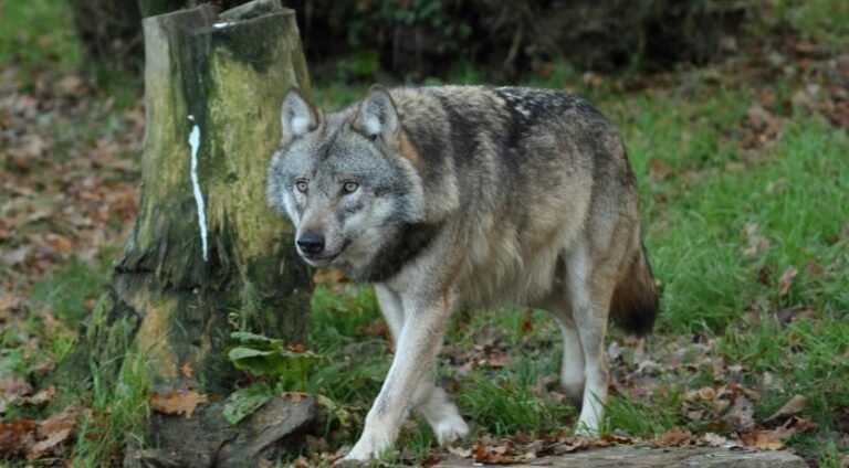 Meer dan 3.000 dieren in Zeeland beter beschermd tegen wolven dankzij subsidies