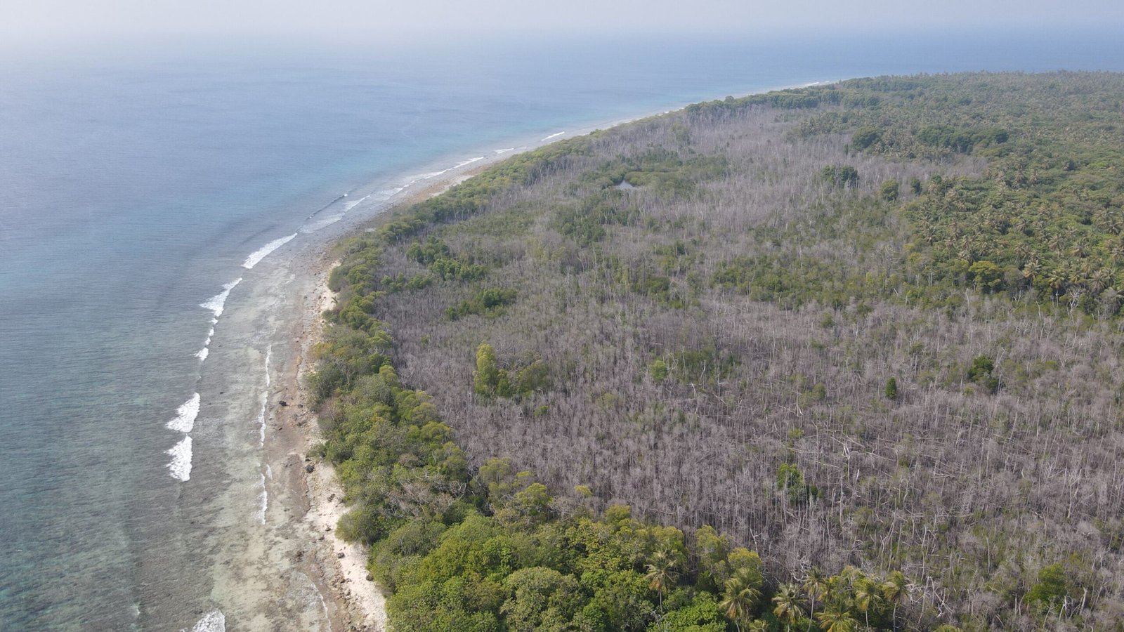 Verdronken mangrovebossen in de Malediven wijzen op wereldwijde kustbedreiging, volgens onderzoekers