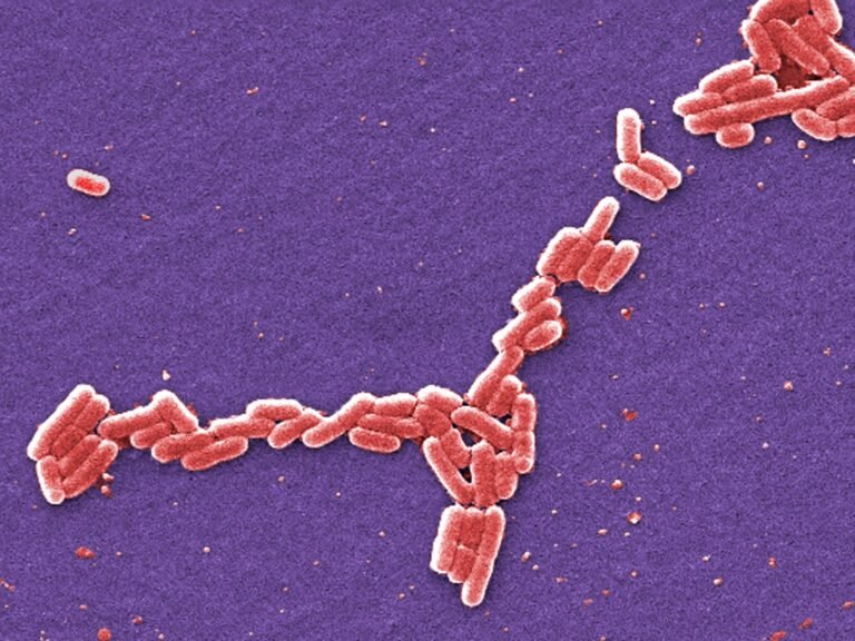 Waarom werd rundergehakt in de VS teruggeroepen vanwege mogelijke E. coli-besmetting?