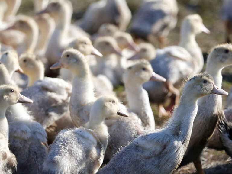 Zeldzaam Voorval: Canada Documenteert Eerste Menselijke Geval van Vogelgriep