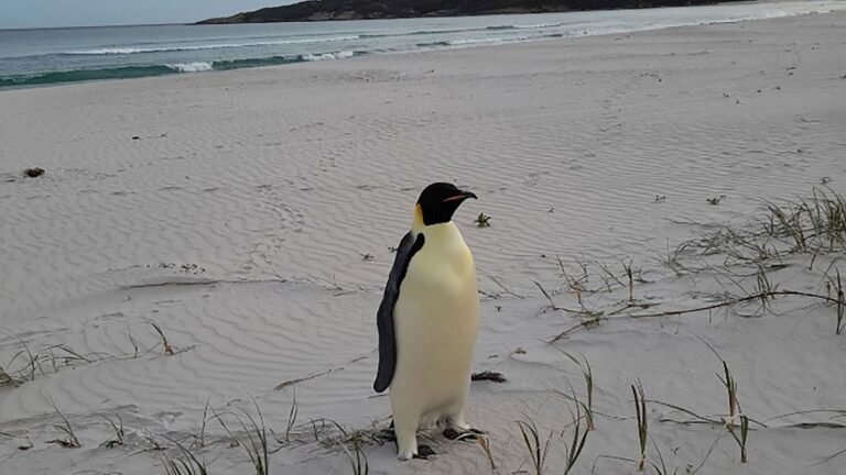 ‘Gek jonge pinguïn’ reist van Antarctica naar Australië: Is klimaatverandering de oorzaak?