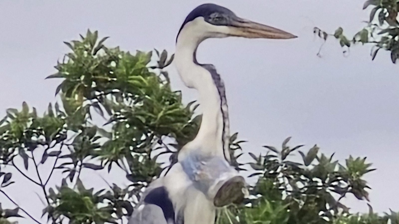 Braziliaanse dierenarts hoopt reiger te redden met beker in de keel