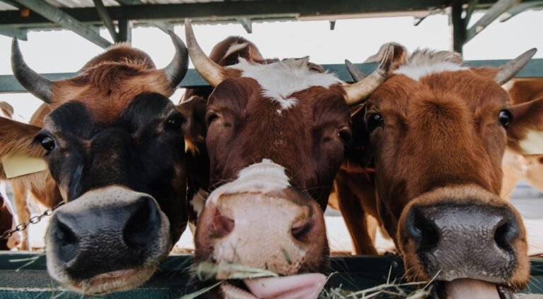 Controversiële onderwijsmaterialen verbonden aan de Nederlandse veehouderij