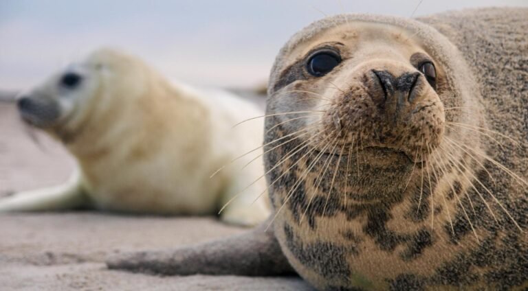 Ecomare herhaalt waarschuwing: houd afstand van zeehonden op de stranden van Texel