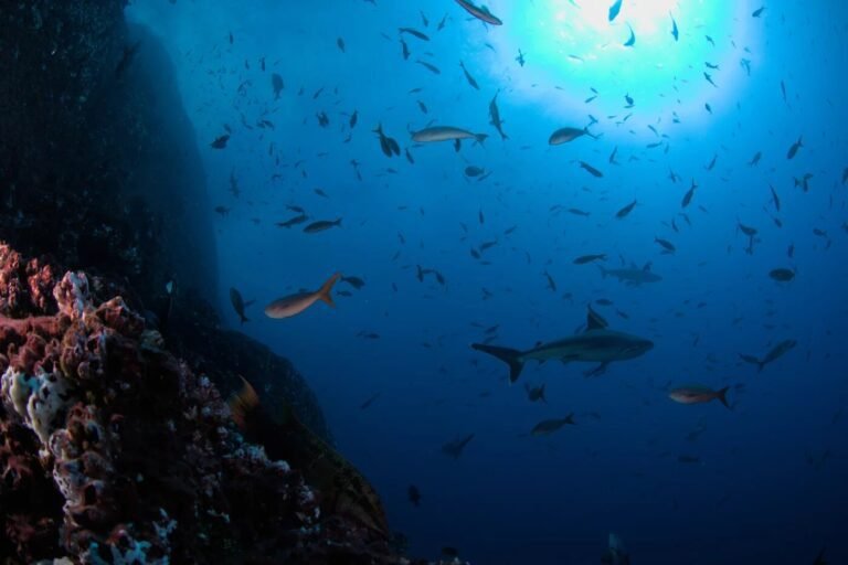 Grootste zuurstofarme zone van de oceaan blijkt variabeler dan eerder gedacht