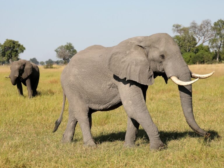 Hebben giftige algen honderden olifanten in Botswana gedood?