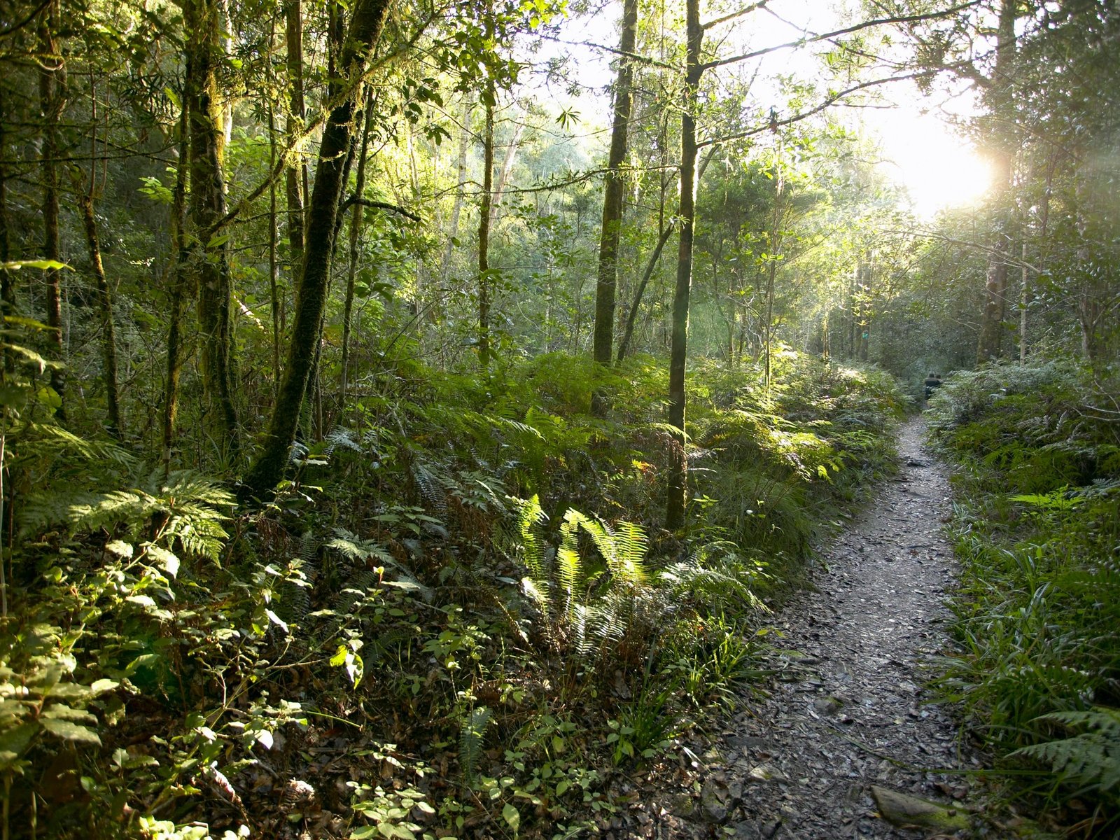 Het verborgen schatkamertje in de bossen van Afrika