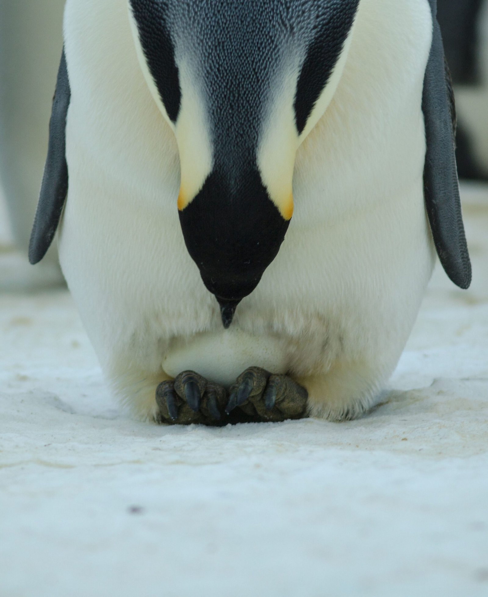 Kaiserpenguins leiden tot ontdekking van nieuwe detoxificatie-route voor kwik