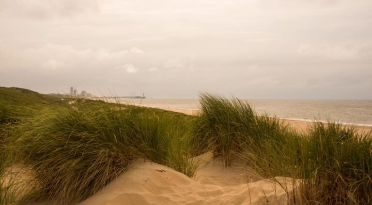 Nationale Nieuwjaarsduik Bevestigd voor Strand van Scheveningen