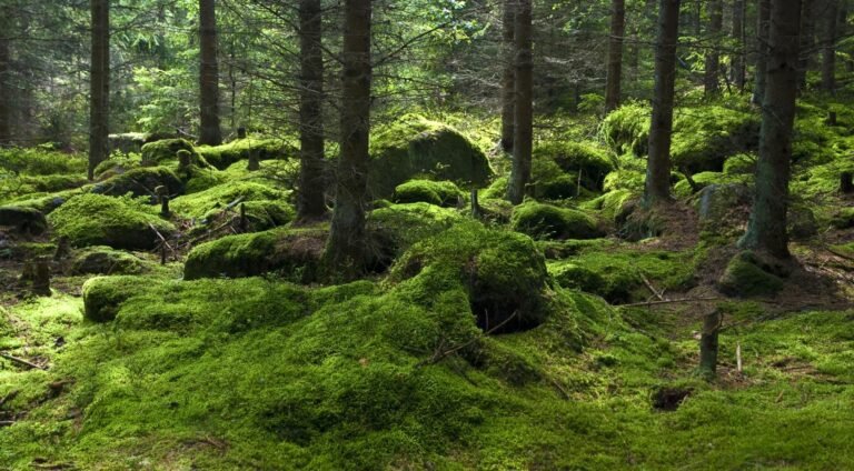 Nederland op de tweede plaats in ranglijst van landen met de beste klimaatbeleid