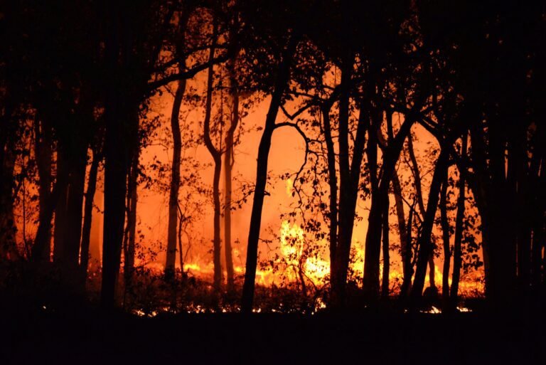 Risico op bosbranden stijgt nu bomen het oosten van de VS terugveroveren