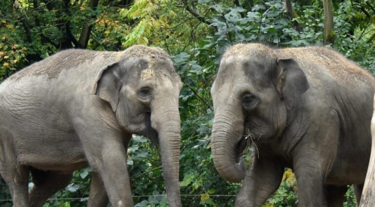 Blijdorp-dierentuinmedewerker ontslagen na 37 jaar wegens poging tot diefstal van tas vol koekjes