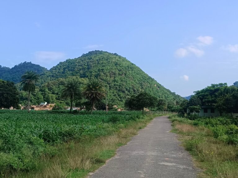 In het oosten van India riskeren boeren gevangenisstraf voor de teelt van winstgevende cannabis