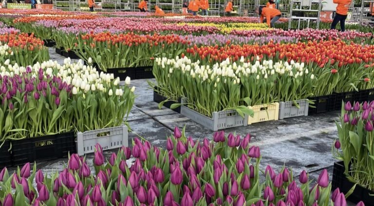 Nationale Tulpendag markeert het begin van het seizoen en de 750ste verjaardag van Amsterdam