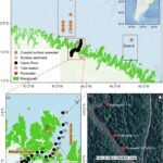 Onderzoek benadrukt de rol van mangrove-ecosystemen in wereldwijde biogeochemische cycli