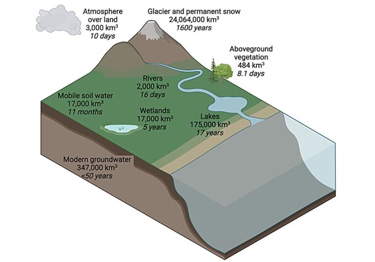 Onderzoek toont snelle terugkeer van water van de grond naar de atmosfeer via planten