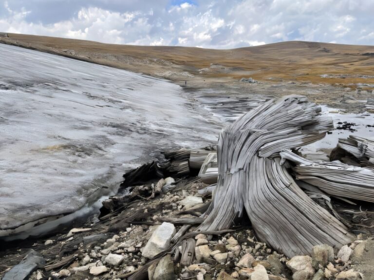 Ontdekking van bevroren bossen wijst op toekomstige veranderingen in alpine ecosystemen