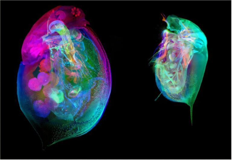 Open-access Daphnia-atlas biedt gedetailleerd inzicht in indicatorsoorten voor milieonderzoek