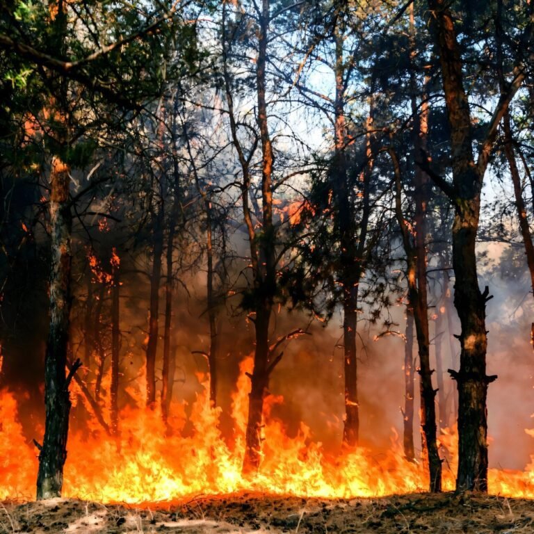 Sociale en economische ongelijkheden beïnvloeden de bescherming tegen bosbranden in Californië