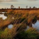 Studie toont aan dat de koolstofopname van aangelegde wetlands afneemt naarmate ze ouder worden