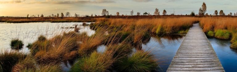 Studie toont aan dat de koolstofopname van aangelegde wetlands afneemt naarmate ze ouder worden