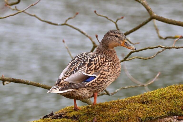 Verontreinigingen in Veel Gejaagde Watervogels Vormt Mogelijke Gezondheidsrisico's