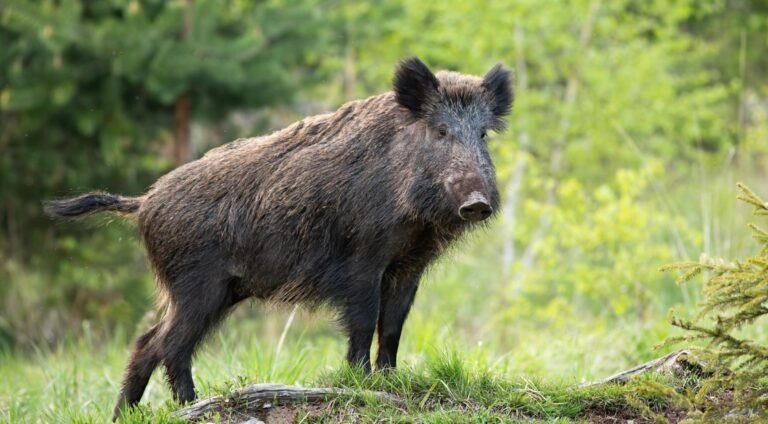 Vrouw gewond na wilde zwijnenaanval in Meerssen, dagen na vergelijkbare aanval in Veluwe