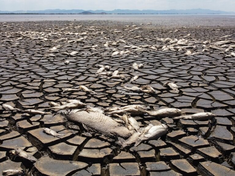 ‘Een ongelooflijke ontwikkeling’: Aarde overschrijdt de 1,5°C opwarmingsdrempel in 2024