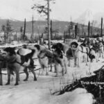 De heldenhonden uit Alaska die een difterie-epidemie in 1925 voorkwamen