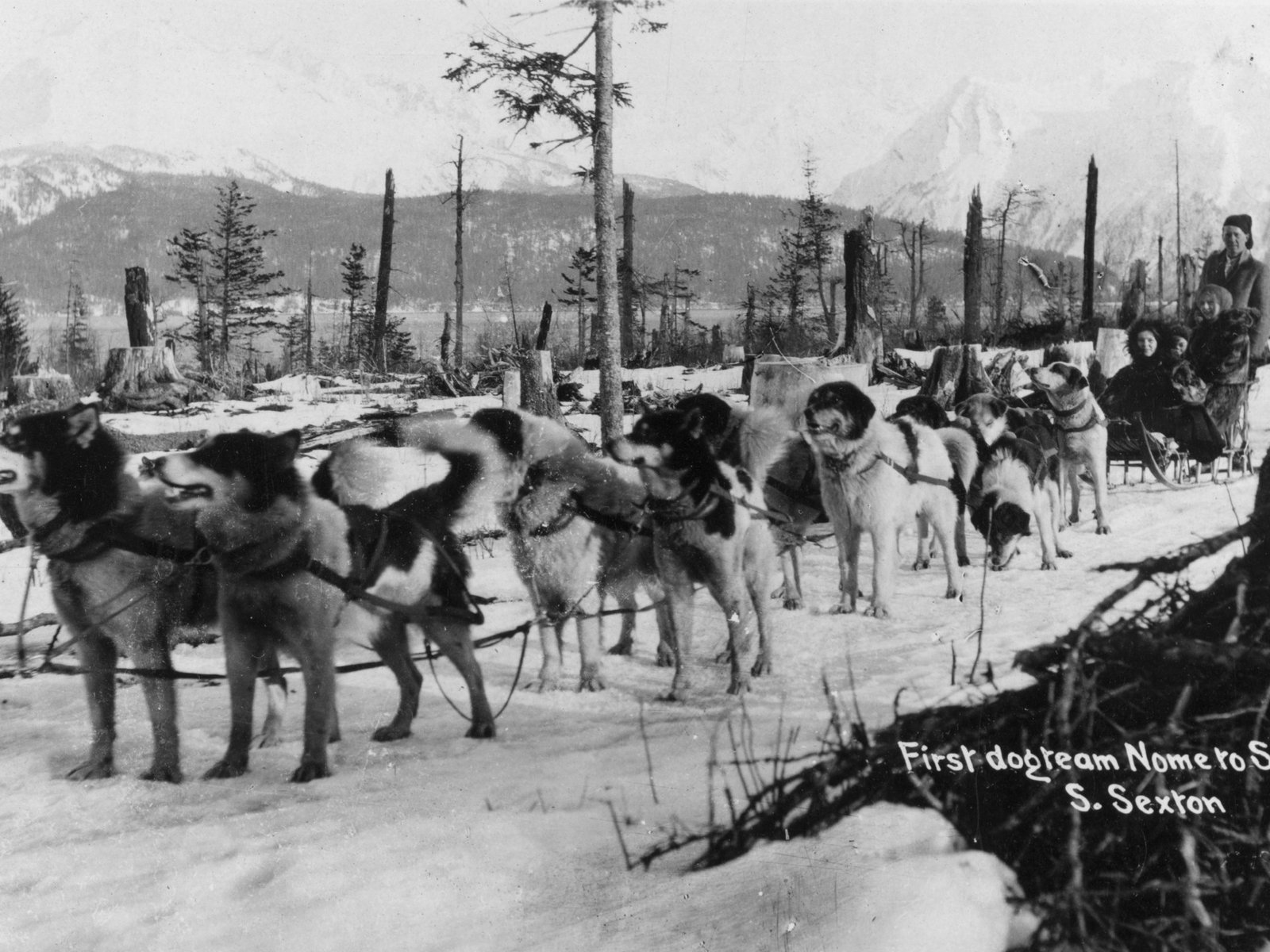 De heldenhonden uit Alaska die een difterie-epidemie in 1925 voorkwamen