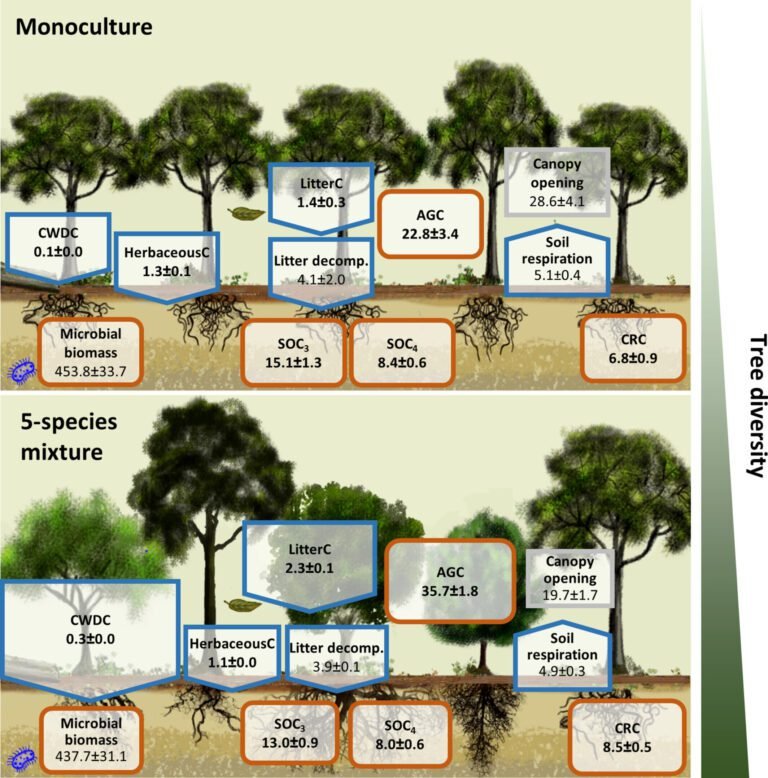 Gemengde bossen overtreffen monoculturen in koolstofopslag, zelfs bij extreme weersomstandigheden