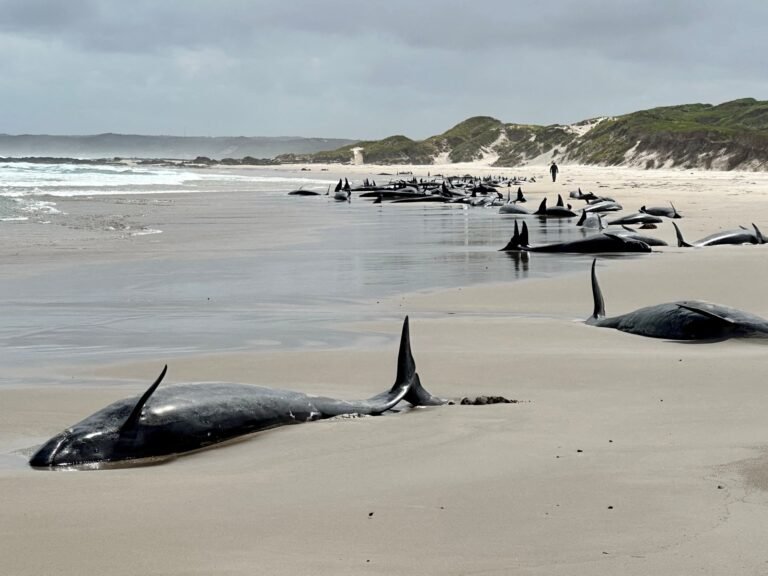 Meer dan 150 valse orka's aangespoeld op strand in Tasmanië, Australië