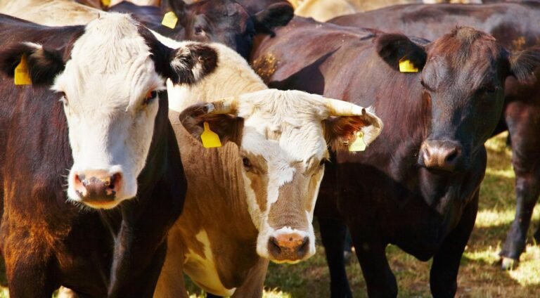 Nederlandse toezichthouder legt boetes op aan honderden bedrijven voor het vervoeren van zieke dieren