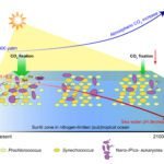 Afname van eukaryotisch fytoplankton door verzuring van de oceaan kan wereldwijde koolstofcyclus ernstig beïnvloeden