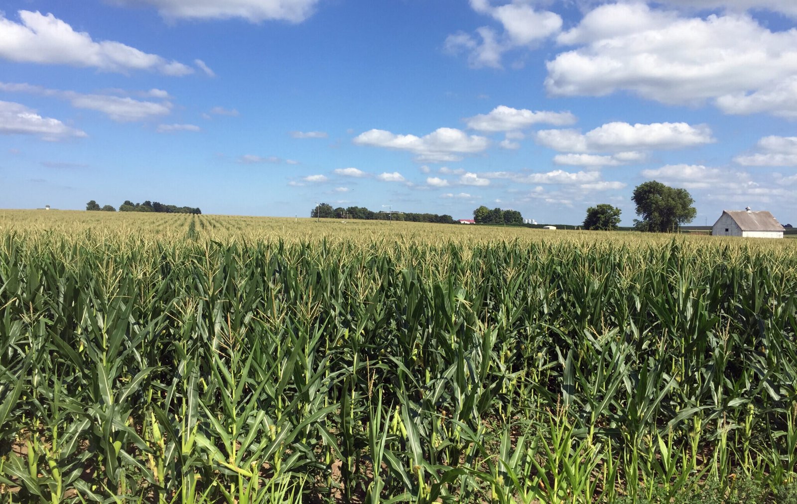 Agriculture als Hoofdredenen voor Seizoensgebonden Variaties in Koolstofemissies, Onderzoek toont aan