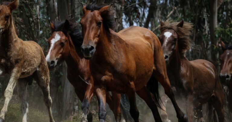 Foto's: Wilde paarden helpen bosbranden in Spanje te voorkomen