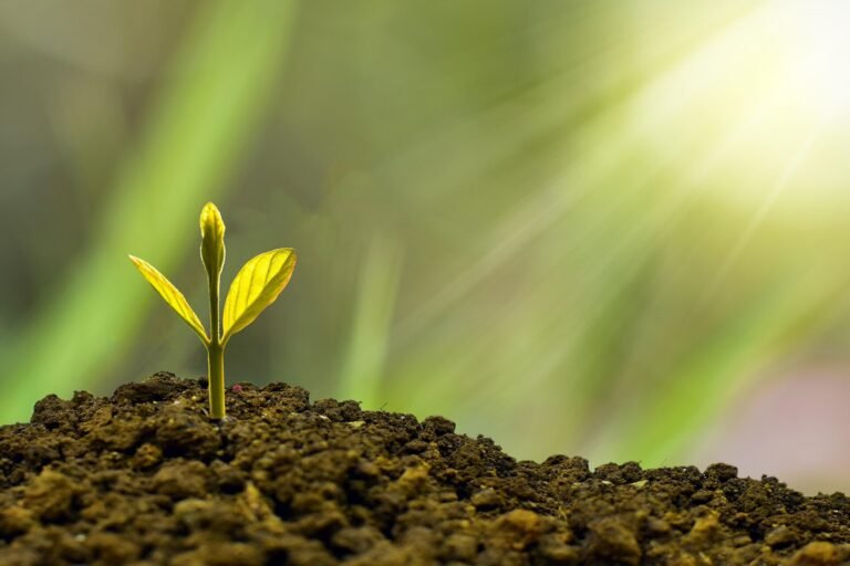 IJzeroxiden als natuurlijke katalysatoren voor fosforontsluiting ter ondersteuning van de plantengroei