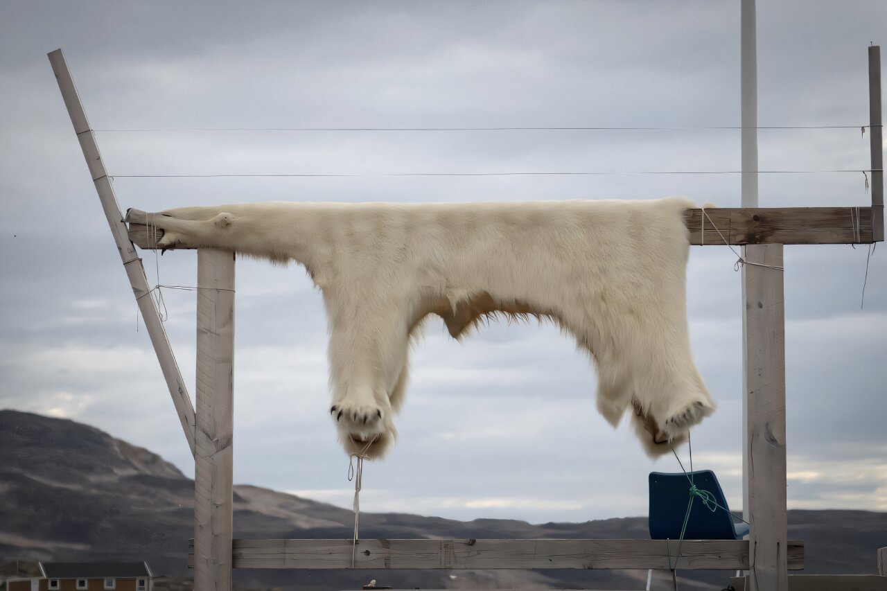 Inuit in Groenland lopen gezondheidsrisico's door 'eeuwige chemicaliën' in hun dieet