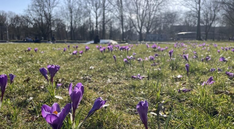 Recordhoogte van 17,8 graden gemeten op 7 maart in De Bilt