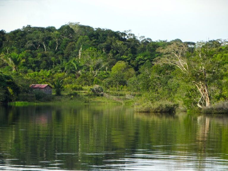 Verlies van Amazonebomen kan overstromingen en droogtes verergeren: Studie